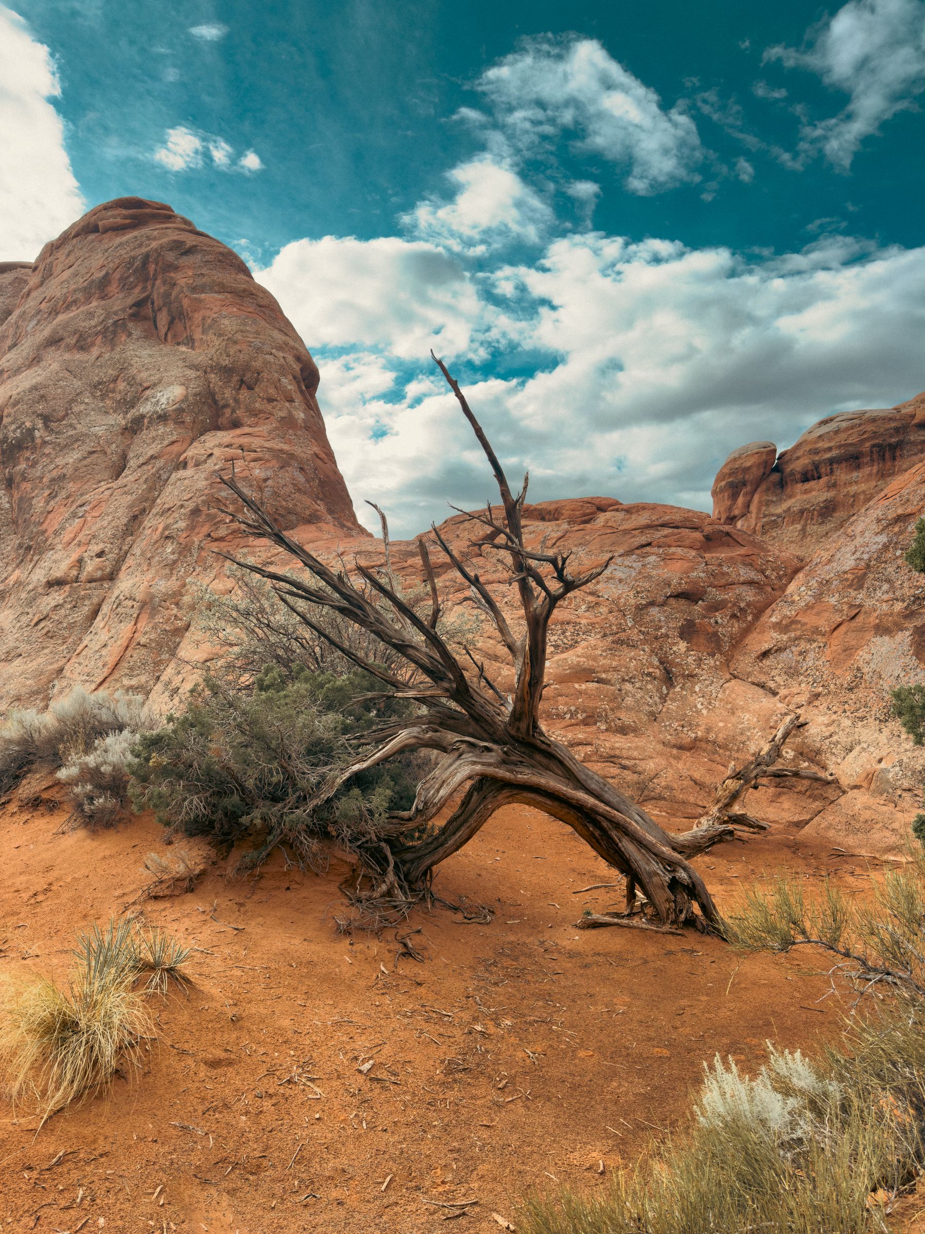 Petrified Desert Tree